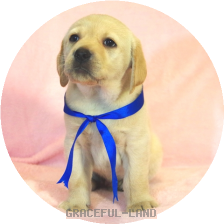 英国ラブラドールの子犬